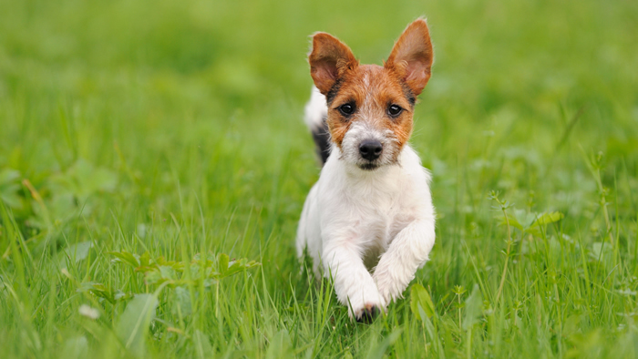 cane che corre nel prato